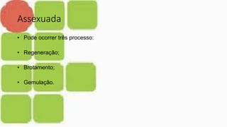 Assexuada
• Pode ocorrer três processo:
• Regeneração;
• Brotamento;
• Gemulação.
 