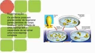 Regeneração
Os poríferos possuem
grande poder de regenerar
partes perdidas do corpo.
Qualquer parte cortada de
uma esponja tem a
capacidade de se tornar
uma nova esponja
completa
 