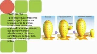 Brotamento
Tipo de reprodução frequente
nas esponjas, forma-se um
broto no corpo do animal.
Esse broto se desenvolve,
originando uma nova esponja,
que pode permanecer
aderida ao corpo da forma
parental ou se destacar dele,
formando uma esponja
isolada
 
