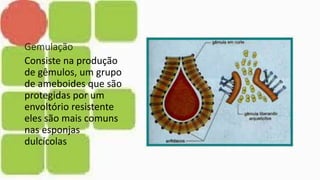 Gemulação
Consiste na produção
de gêmulos, um grupo
de ameboides que são
protegidas por um
envoltório resistente
eles são mais comuns
nas esponjas
dulcícolas
 