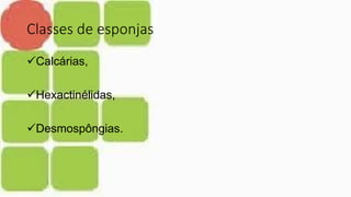 Classes de esponjas
Calcárias,
Hexactinélidas,
Desmospôngias.
 