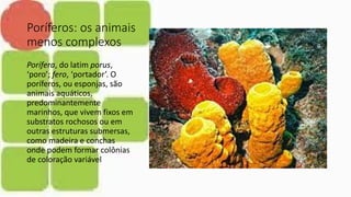 Poríferos: os animais
menos complexos
Porífera, do latim porus,
‘poro’; fero, ‘portador’. O
poríferos, ou esponjas, são
animais aquáticos,
predominantemente
marinhos, que vivem fixos em
substratos rochosos ou em
outras estruturas submersas,
como madeira e conchas
onde podem formar colônias
de coloração variável
 