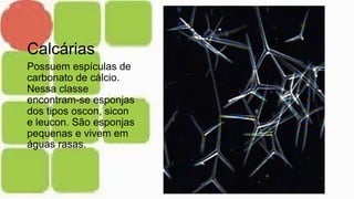 Calcárias
Possuem espículas de
carbonato de cálcio.
Nessa classe
encontram-se esponjas
dos tipos oscon, sicon
e leucon. São esponjas
pequenas e vivem em
águas rasas.
 