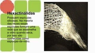 Hexactinálidas
Possuem espículas
silicosas. Na maioria
das vezes essas
espículas formam uma
rede que se assemelha
a vidro quando seca,
por isso são
conhecidas como
esponjas-de-vidro.
 