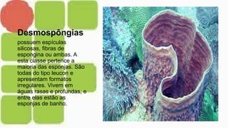 Desmospôngias
possuem espículas
silicosas, fibras de
espongina ou ambas. A
esta classe pertence a
maioria das esponjas. São
todas do tipo leucon e
apresentam formatos
irregulares. Vivem em
águas rasas e profundas, e
entre elas estão as
esponjas de banho.
 