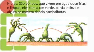 Hidras: São pólipos, que vivem em agua doce frias
e limpas, eles tem a cor verde, parda e cinza e
algum se movem dando cambalhotas
 
