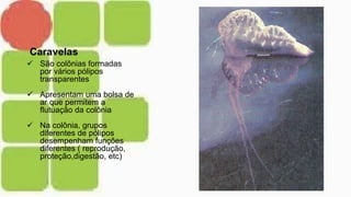 Caravelas
 São colônias formadas
por vários pólipos
transparentes
 Apresentam uma bolsa de
ar que permitem a
flutuação da colônia
 Na colônia, grupos
diferentes de pólipos
desempenham funções
diferentes ( reprodução,
proteção,digestão, etc)
 