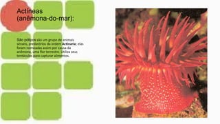 Actíneas
(anêmona-do-mar):
São pólipos são um grupo de animais
sésseis, predatórios da ordem Actinaria; elas
foram nomeadas assim por causa da
anêmona, uma flor terrestre. Utiliza seus
tentáculos para capturar alimentos.
 