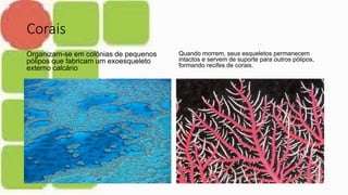 Corais
Organizam-se em colônias de pequenos
pólipos que fabricam um exoesqueleto
externo calcário
Quando morrem, seus esqueletos permanecem
intactos e servem de suporte para outros pólipos,
formando recifes de corais.
 