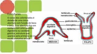 Estruturas
O corpo dos celenterados é
dotado de uma única
abertura com função de boca
e ânus. Essa abertura fica em
contato com uma cavidade
digestória ou cavidade
gástrica, estrutura que
aparece pela primeira vez na
escala evolutiva animal
 