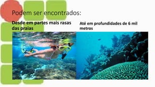 Podem ser encontrados:
Desde em partes mais rasas
das praias
Até em profundidades de 6 mil
metros
 
