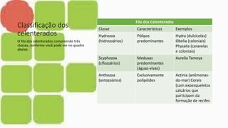 Classificação dos
celenterados
Filo dos Celenterados
Classe Características Exemplos
Hydrozoa
(hidrozoários)
Pólipos
predominantes
Hydra (dulcícolas)
Obelia (coloniais)
Physalia (caravelas
e coloniais)
Scyphozoa
(cifozoários)
Medusas
predominantes
(águas-vivas)
Aurelia Tamoya
Anthozoa
(antozoários)
Exclusivamente
polipóides
Actinia (anêmonas-
do-mar) Corais
(com exoesqueletos
calcários que
participam da
formação de recifes
O filo dos celenterados compreende três
classes, conforme você pode ver no quadro
abaixo.
 