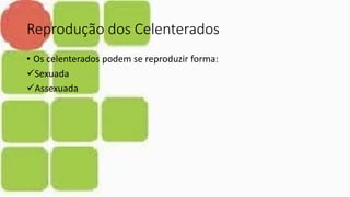 Reprodução dos Celenterados
• Os celenterados podem se reproduzir forma:
Sexuada
Assexuada
 