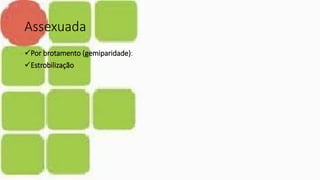 Assexuada
Por brotamento (gemiparidade):
Estrobilização
 