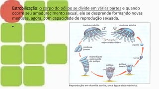 Estrobilização: o corpo do pólipo se divide em várias partes e quando
ocorre seu amadurecimento sexual, ele se desprende formando novas
medusas, agora, com capacidade de reprodução sexuada.
•
 