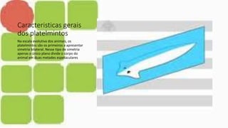 Caracteristicas gerais
dos platelmintos
Na escala evolutiva dos animais, os
platelmintos são os primeiros a apresentar
simetria bilateral. Nesse tipo de simetria
apenas o único plano divide o corpo do
animal em duas metades espetaculares
 