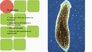 PLANÁRIA
 Possuem cílios que ajudam na
locomoção
 Alimentam-se de moluscos e
restos de animais
 São hermafroditas
 Possuem alta capacidade de
regeneração
 