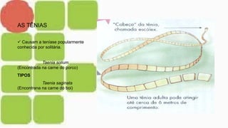 AS TÊNIAS
 Causam a teníase popularmente
conhecida por solitária.
Taenia solium
(Encontrada na carne do porco)
TIPOS
Taenia saginata
(Encontrana na carne do boi)
 