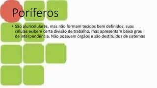 Poríferos
• São pluricelulares, mas não formam tecidos bem definidos; suas
células exibem certa divisão de trabalho, mas apresentam baixo grau
de interpendência. Não possuem órgãos e são destituídos de sistemas
 