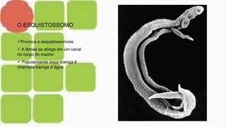 O ESQUISTOSSOMO
Provoca a esquistossomose
 A fêmea se abriga em um canal
no corpo do macho
 Popularmente essa doença é
chamada barriga d´água
 