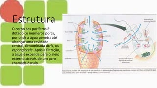 Estrutura
O corpo dos poríferos é
dotado de inúmeros poros,
por onde a água penetra até
alcançar uma cavidade
central, denominada átrio, ou
espongiocele. Após a filtração,
a água é expelida para o meio
externo através de um poro
chamado ósculo.
 