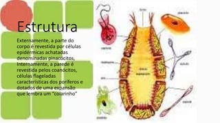 Estrutura
Externamente, a parte do
corpo é revestida por células
epidérmicas achatadas
denominadas pinacócitos,
Internamente, a parede é
revestida pelos coanócitos,
células flageladas
características dos poríferos e
dotados de uma expansão
que lembra um “colarinho”
 