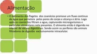 Alimentação
• O batimento dos flagelos dos coanócios promove um fluxo continuo
de água que perneteia pelos poros do corpo e alcança o átrio. Logo
após os coanócitos filtram a agua, capturando microrganismos e
partículas alimentares nela presentes. O alimento então é digerido no
interior de vácuos digestórios. Sendo assim os poríferos são animais
filtradores de digestão exclusivamente intracelular.
 