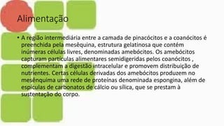 Alimentação
• A região intermediária entre a camada de pinacócitos e a coanócitos é
preenchida pela mesêquina, estrutura gelatinosa que contém
inúmeras células livres, denominadas amebócitos. Os amebócitos
capturam partículas alimentares semidigeridas pelos coanócitos ,
complementam a digestão intracelular e promovem distribuição de
nutrientes. Certas células derivadas dos amebócitos produzem no
mesênquima uma rede de proteínas denominada espongina, além de
espículas de carbonatos de cálcio ou sílica, que se prestam à
sustentação do corpo.
 