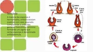 Sexuada
A maioria das esponjas é
hermafrodita, embora existam
espécies com sexo separado.
Compreende a união dos
gametas m...