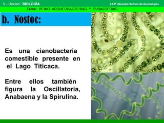 Es una cianobacteria
comestible presente en
el Lago Titicaca.
Entre ellos también
figura la Oscillatoria,
Anabaena y la Spirulina.
b. Nostoc:
V - Unidad : BIOLOGÍA
Tema: REINO ARQUEOBACTERIAS Y EUBACTERIAS
I.E.P «Nuestra Señora de Guadalupe»
 
