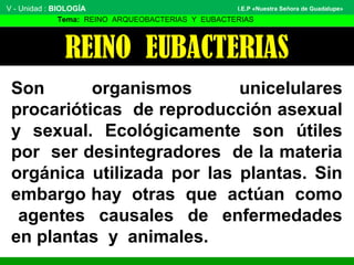 REINO EUBACTERIAS
Son organismos unicelulares
procarióticas de reproducción asexual
y sexual. Ecológicamente son útiles
por ser desintegradores de la materia
orgánica utilizada por las plantas. Sin
embargo hay otras que actúan como
agentes causales de enfermedades
en plantas y animales.
V - Unidad : BIOLOGÍA
Tema: REINO ARQUEOBACTERIAS Y EUBACTERIAS
I.E.P «Nuestra Señora de Guadalupe»
 