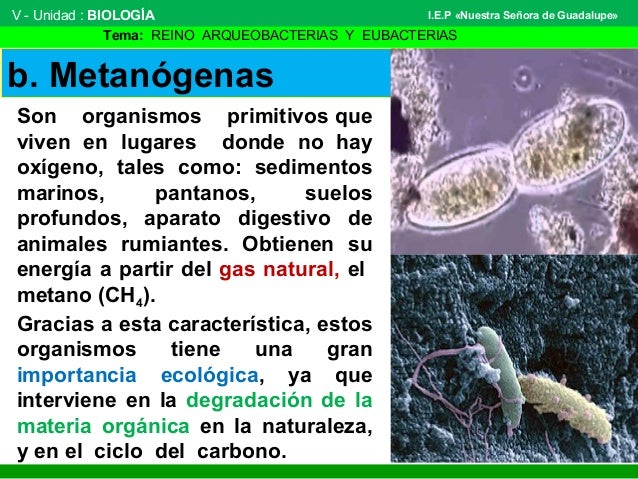 Reino arqueobacteria y eubacteria