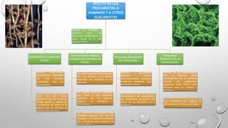 AFECTO DE LOS 
PROCARIOTAS A 
HUMANOS Y A OTROS 
EUACARIOTAS 
Desempeño en la Nutrición 
Animal. 
Muchos organismos 
eucarióticos dependen 
de una estrecha 
asociación con los 
procariotas. 
Algunas de estas bacterias 
viven en los tractos 
digestivos de los animales, 
donde ayudan a liberar los 
nutrimentos del tejido de las 
plantas que los animales no 
pueden descomponer. 
Los Procariotas captan el 
nitrógeno que necesitan las 
Plantas. 
Los seres humanos no podríamos 
vivir sin plantas, y las plantas 
dependen por completo de las 
bacterias. 
Las plantas necesitan nitrógeno 
para crecer y, para obtenerlo, 
dependen de las bacterias 
fijadoras de nitrógeno o 
nitrificantes. 
Las bacterias nitrificantes toman 
nitrógeno gaseoso (N2) del aire 
atrapado en el suelo y lo combinan 
con hidrógeno para producir ion 
amonio (NH4+) 
Procariotas Recicladores 
de la Naturaleza. 
Algunos procariotas 
obtienen energía 
descomponiendo complejas 
moléculas orgánicas (que 
contienen carbón). 
Al consumir y, por consiguiente, 
descomponer los desperdicios, 
los procariotas garantizan que 
éstos no se acumulen en el 
ambiente. 
Procariotas 
Reductores de la 
Contaminación. 
Muchos de los contaminantes 
que se generan como 
subproductos de la actividad 
humana son compuestos 
orgánicos, estos sirven como 
alimento para las arqueas y 
bacterias. 
Los procariotas son capaces de 
descomponer incluso el petróleo. 
Aunque son invisibles a 
nuestros ojos, los 
procariotas desempeñan un 
papel crucial en la vida 
sobre la Tierra 
 