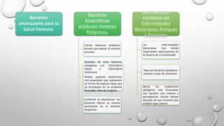 Bacterias 
amenazante para la 
Salud Humana. 
Bacterias 
Anaeróbicas 
producen Venenos 
Peligrosos. 
Ciertas bacterias producen 
toxinas que atacan al sistema 
nervioso. 
Ejemplos de estas bacterias 
patógenas son Clostridium 
tetani, y Clostridium 
botulinum. 
Ambas especies bacterianas 
son anaerobias que sobreviven 
en forma de esporas hasta que 
se introducen en un ambiente 
favorable, libre de oxígeno. 
Conforme se reproducen, las 
bacterias liberan su veneno 
paralizante en el torrente 
sanguíneo. 
Los Humanos 
combaten las 
Enfermedades 
Bacterianas Antiguas 
y Recientes 
Las enfermedades 
bacterianas han tenido 
importantes repercusiones en 
la historia de la humanidad. 
Algunas bacterias patógenas 
parecen surgir de improviso. 
Quizá los organismos 
patógenos más frustrantes 
son aquellos que vuelven a 
perseguirnos mucho tiempo 
después de que creíamos que 
estaban bajo control. 
 