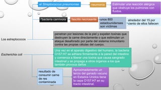 el Streptococcus pneumoniae neumonía Estimular una reacción alérgica 
que obstruye los pulmones con 
fluidos. 
“bacteria carnívora fascitis necrosante unos 800 
estadounidenses 
son víctimas 
alrededor del 15 por 
ciento de ellos fallecen 
Los estreptococos 
penetran por lesiones de la piel y expelen toxinas que 
destruyen la carne directamente o que estimulan un 
ataque desaforado por parte del sistema inmunitario 
contra las propias células del cuerpo. 
Escherichia coli 
Una vez en el aparato digestivo del humano, la bacteria 
O157:H7 se adhiere firmemente a la pared del intestino 
y comienza a liberar una toxina que causa sangrado 
intestinal y se propaga a otros órganos a los que 
también provoca daños 
resultado de 
consumir carne 
de res 
contaminada 
Aproximadamente un 
tercio del ganado vacuno 
en Estados Unidos tiene 
la cepa O157:H7 en su 
tracto intestinal. 
 