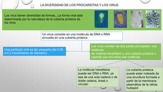LA DIVERSIDAD DE LOS PROCARIOTAS Y LOS VIRUS 
Los virus tienen diversidad de formas_ La forma viral está 
determinada por la naturaleza de la cubierta proteica de 
los virus 
Un virus consiste en una molécula de DNA o RNA 
envuelta en una cubierta proteica 
Una partícula viral es tan pequeña (de 0.05 
a 0.2 micrómetros de diámetro) 
Los virus constan de dos partes principales: una 
molécula 
de material hereditario y una cubierta proteica o 
cápside que envuelve esa molécula. 
La molécula hereditaria 
puede ser DNA o RNA, ya 
sea de una sola cadena o de 
doble cadena, lineal o 
circular. 
La cubierta proteica 
puede estar rodeada de 
una envoltura formada a 
partir de la membrana 
plasmática de la célula 
huésped 
 