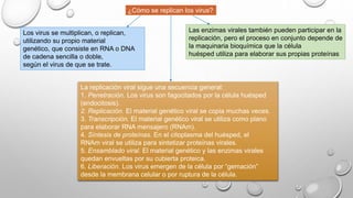¿Cómo se replican los virus? 
Los virus se multiplican, o replican, 
utilizando su propio material 
genético, que consiste en RNA o DNA 
de cadena sencilla o doble, 
según el virus de que se trate. 
Las enzimas virales también pueden participar en la 
replicación, pero el proceso en conjunto depende de 
la maquinaria bioquímica que la célula 
huésped utiliza para elaborar sus propias proteínas 
La replicación viral sigue una secuencia general: 
1. Penetración. Los virus son fagocitados por la célula huésped 
(endocitosis). 
2. Replicación. El material genético viral se copia muchas veces. 
3. Transcripción. El material genético viral se utiliza como plano 
para elaborar RNA mensajero (RNAm). 
4. Síntesis de proteínas. En el citoplasma del huésped, el 
RNAm viral se utiliza para sintetizar proteínas virales. 
5. Ensamblado viral. El material genético y las enzimas virales 
quedan envueltas por su cubierta proteica. 
6. Liberación. Los virus emergen de la célula por “gemación” 
desde la membrana celular o por ruptura de la célula. 
 