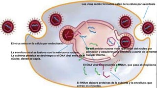 El virus entra en la célula por endocitosis. 
Los virus recién formados salen de la célula por exocitosis 
La envoltura viral se fusiona con la membrana nuclear. 
La cubierta proteica se desintegra y el DNA viral entra en el 
núcleo, donde se copia. 
Se ensamblan nuevos virus que salen del núcleo por 
gemación y adquieren una envoltura a partir de la membrana 
nuclear interna. 
El DNA viral se transcribe a RNAm, que pasa al citoplasma 
El RNAm elabora proteínas de la cubierta y la envoltura, que 
entran en el núcleo. 
