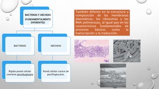 BACTERIAS Y ARCHEAS 
(FUNDAMENTALMENTE 
DIFERENTES) 
BACTERIAS 
Rígida pared celular 
contiene pectidugluano 
ARCHEAS 
Pared celular carece de 
pectifuglucano. 
También difieren en la estructura y 
composición de las membranas 
plasmáticas, los ribosomas y las 
RNA polimerasas, al igual que en las 
características fundamentales de 
procesos básicos como la 
transcripción y la traducción. 
 
