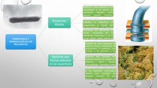 SOBREVIVENCIA Y 
REPRODUCCIÓN DE LOS 
PROCARIOTAS 
Procariotas 
Móviles 
Muchas bacterias y arqueas se 
adhieren a una superficie o se 
encuentran a la deriva en 
ambientes líquidos, pero 
algunas pueden moverse, 
(poseen flagelos) 
Los flagelos giran con 
rapidez e impulsan al 
organismo a través del 
medio líquido. En las bacterias, una peculiar 
estructura con apariencia de 
rueda, incrustada en la 
membrana bacteriana y en la 
pared celular, hace posible la 
rotación del flagelo 
Bacterias que 
forman películas 
en las Superficies 
La pared celular de ciertas 
especies bacterianas está 
rodeada de capas pegajosas de 
material viscoso, compuestas de 
polisacáridos o proteínas, que 
protege a las bacterias y las 
ayuda a adherirse a las 
superficies. 
Las bacterias de una o más 
especies que secretan ese 
material viscoso se reúnen en 
colonias para formar 
comunidades conocidas como 
biopelículas. 
La protección que brindan las 
biopelículas ayuda a defender 
a las bacterias incrustadas 
contra una variedad de 
ataques, incluidos los que 
lanzan los antibióticos y 
desinfectantes. 
 