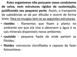 Estes organismos não possuem vasos condutores 
de seiva, nem estruturas rígidas de sustentação, 
justificando seu pequeno porte. Assim, o transporte 
de substâncias se dá por difusão e ocorre de forma 
lenta. Para os musgos tem-se as seguintes estruturas: 
• rizoides - filamentos que fixam a planta no 
ambiente em que ela vive e absorvem a água e os 
sais minerais disponíveis nesse ambiente; 
• cauloide - pequena haste de onde partem os 
filoides; 
• filoides -estruturas clorofiladas e capazes de fazer 
fotossíntese. 
 