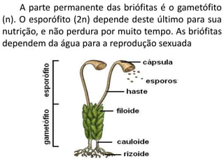 A parte permanente das briófitas é o gametófito 
(n). O esporófito (2n) depende deste último para sua 
nutrição, e não perdura por muito tempo. As briófitas 
dependem da água para a reprodução sexuada 
 