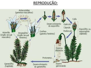 REPRODUÇÃO: 
 