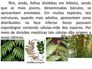 Têm, ainda, folhas divididas em folíolos, sendo 
que as mais jovens, denominadas báculos, se 
apresentam enroladas. Em muitas espécies, tais 
estruturas, quando mais adultas, apresentam soros 
distribuídos na face inferior. Soros possuem 
esporângios contendo células-mãe dos esporos. Por 
meio de divisões meióticas tais células dão origem a 
esses últimos. 
 