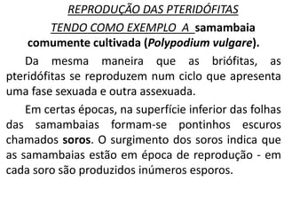 REPRODUÇÃO DAS PTERIDÓFITAS 
TENDO COMO EXEMPLO A samambaia 
comumente cultivada (Polypodium vulgare). 
Da mesma maneira que as briófitas, as 
pteridófitas se reproduzem num ciclo que apresenta 
uma fase sexuada e outra assexuada. 
Em certas épocas, na superfície inferior das folhas 
das samambaias formam-se pontinhos escuros 
chamados soros. O surgimento dos soros indica que 
as samambaias estão em época de reprodução - em 
cada soro são produzidos inúmeros esporos. 
 