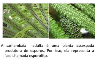 A samambaia adulta é uma planta assexuada 
produtora de esporos. Por isso, ela representa a 
fase chamada esporófito. 
 