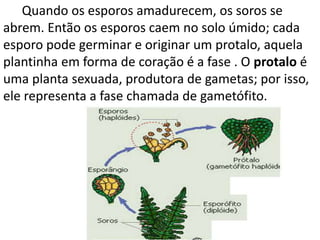Quando os esporos amadurecem, os soros se 
abrem. Então os esporos caem no solo úmido; cada 
esporo pode germinar e originar um protalo, aquela 
plantinha em forma de coração é a fase . O protalo é 
uma planta sexuada, produtora de gametas; por isso, 
ele representa a fase chamada de gametófito. 
 