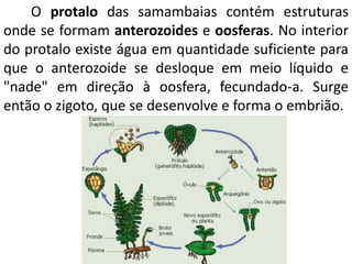 O protalo das samambaias contém estruturas 
onde se formam anterozoides e oosferas. No interior 
do protalo existe água em quantidade suficiente para 
que o anterozoide se desloque em meio líquido e 
"nade" em direção à oosfera, fecundado-a. Surge 
então o zigoto, que se desenvolve e forma o embrião. 
 