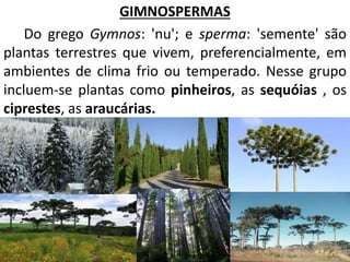 GIMNOSPERMAS 
Do grego Gymnos: 'nu'; e sperma: 'semente' são 
plantas terrestres que vivem, preferencialmente, em 
ambientes de clima frio ou temperado. Nesse grupo 
incluem-se plantas como pinheiros, as sequóias , os 
ciprestes, as araucárias. 
 