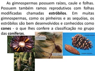 As gimnospermas possuem raízes, caule e folhas. 
Possuem também ramos reprodutivos com folhas 
modificadas chamadas estróbilos. Em muitas 
gimnospermas, como os pinheiros e as sequóias, os 
estróbilos são bem desenvolvidos e conhecidos como 
cones - o que lhes confere a classificação no grupo 
das coníferas. 
 